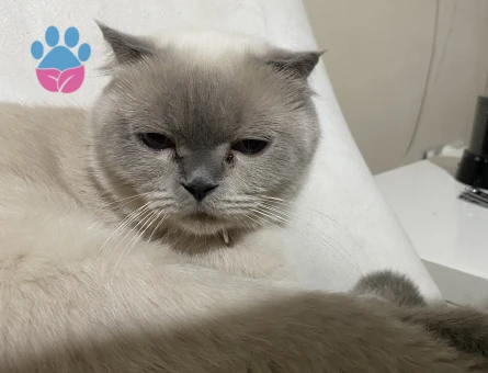 Scotish fold blue point