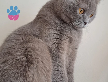 Patimize eş arıyoruz