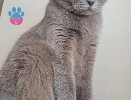 Patimize eş arıyoruz