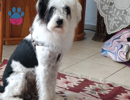 OĞLUM ZOROYA EŞ ARIYORUM ( TERRİER )