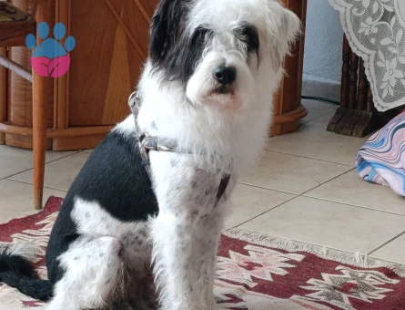 OĞLUM ZOROYA EŞ ARIYORUM ( TERRİER )