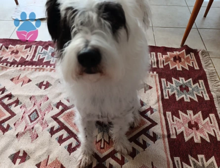 OĞLUM ZOROYA EŞ ARIYORUM ( TERRİER )