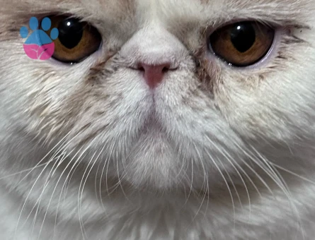 Exotic Longhair - Mocha