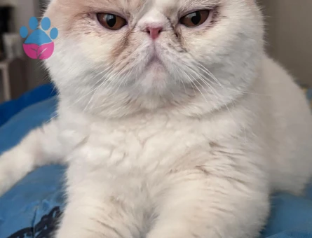 Exotic Longhair - Mocha