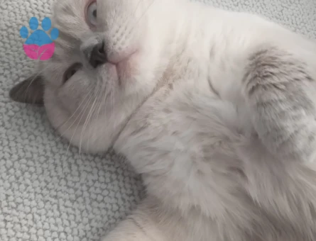 1 yaşında erkek british kedime eş arıyorum