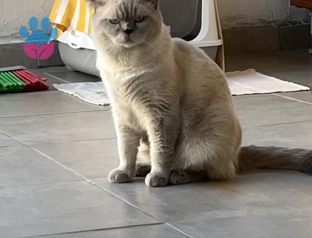 1 yaşında erkek british kedime eş arıyorum