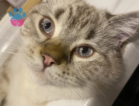 Erkeğime dişi arıyoruz