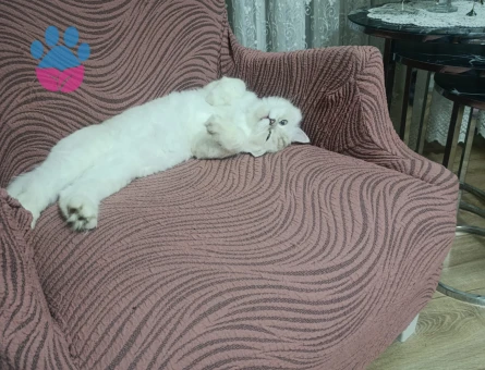 Kar Topumuza Uygun Eş Arıyoruz