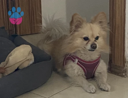 Pomerian spitz erkek