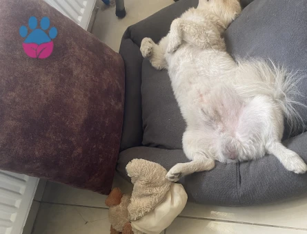 Pomerian spitz erkek