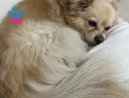 Pomerian spitz erkek