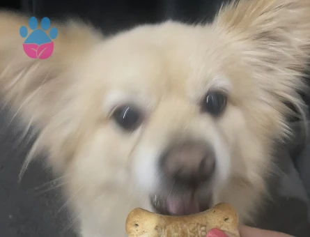 Pomerian spitz erkek