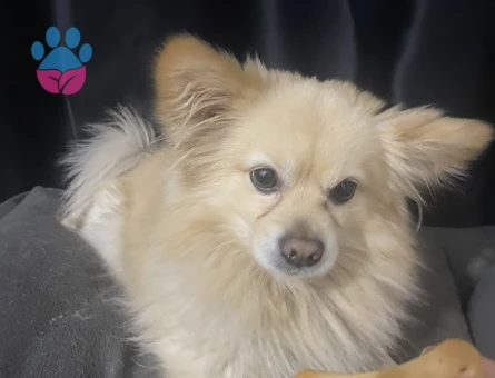 Pomerian spitz erkek