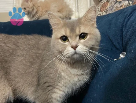 Golden scotısh eş arıyor