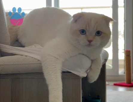 Scottish Fold Erkek Güzeli Prensesini Arıyor