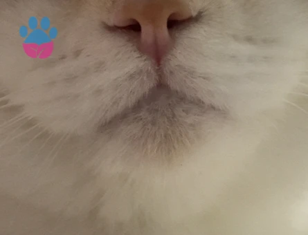 Scottish Fold Erkek Güzeli Prensesini Arıyor