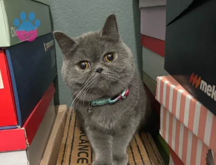 1.5 yasinda hic ciftlesmemis  British Shorthair Kedime Eş Arıyorum