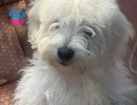 Maltese Terrier Oğluma Gelin Arıyorum