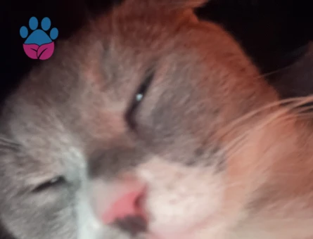 dişi kediler arıyoruz