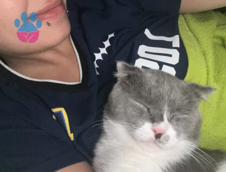 dişi kediler arıyoruz