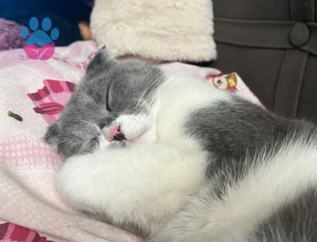 dişi kediler arıyoruz