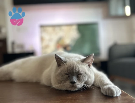 Oğlumuza eş arıyoruz