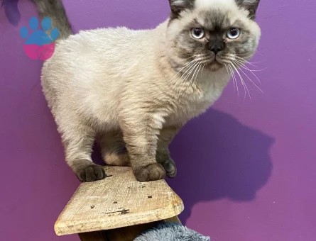 British Shorthair 1.5 Yaşında Eş Arıyor
