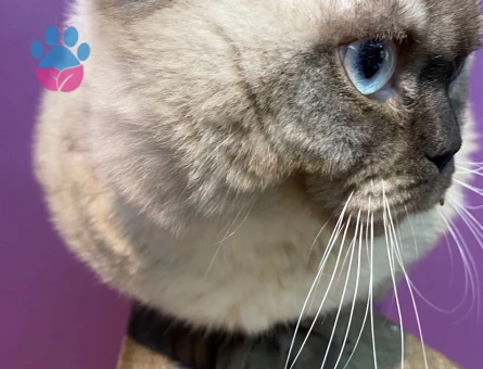 British Shorthair 1.5 Yaşında Eş Arıyor