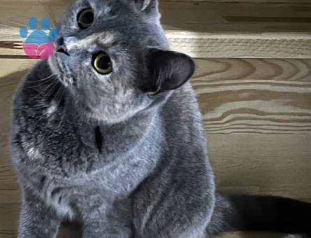 British Shorthair Kedime eş arıyorum