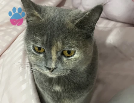 British Shorthair Kedime eş arıyorum