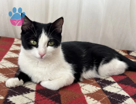 1 yasinda smokin kizima es ariyorum