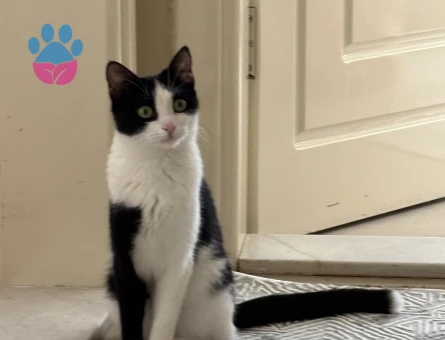 1 yasinda smokin kizima es ariyorum