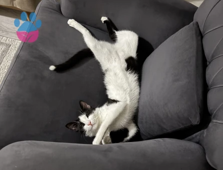 1 yasinda smokin kizima es ariyorum