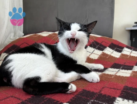 1 yasinda smokin kizima es ariyorum