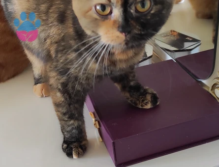 Exotic Shorthair Kızıma eş arıyorum