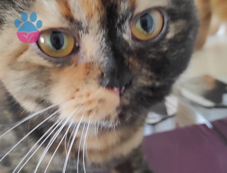 Exotic Shorthair Kızıma eş arıyorum