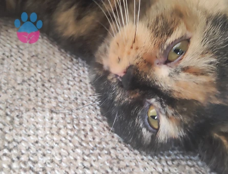 Exotic Shorthair Kızıma eş arıyorum