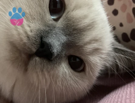 British kedime eş arıyorum