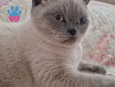 BLUEPOİNT KIZIMIZ İÇİN EŞ ARIYORUZ