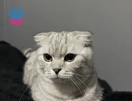 Scottish Fold Kedime Eş Arıyorum