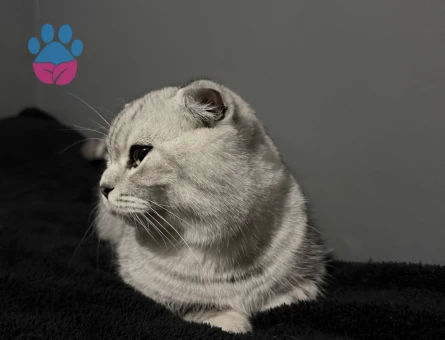 Scottish Fold Kedime Eş Arıyorum