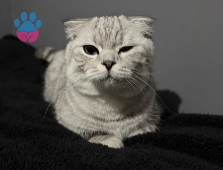 Scottish Fold Kedime Eş Arıyorum