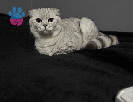 Scottish Fold Kedime Eş Arıyorum