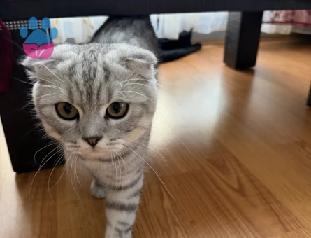 Scottish Fold Kedime Eş Arıyorum