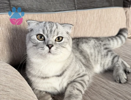 Scottish Fold Kedime Eş Arıyorum