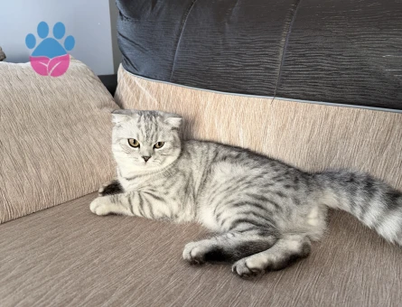 Scottish Fold Kedime Eş Arıyorum