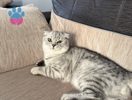 Scottish Fold Kedime Eş Arıyorum