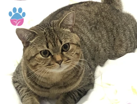 1,5 Yaşında Erkek British Shorthair