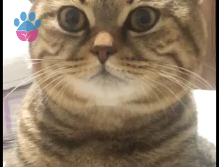 1,5 Yaşında Erkek British Shorthair