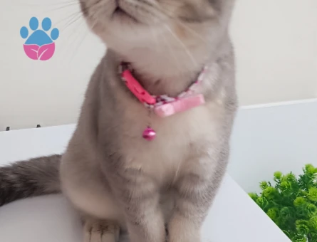 Scottish Fold Prensesimize Eş Arıyorum